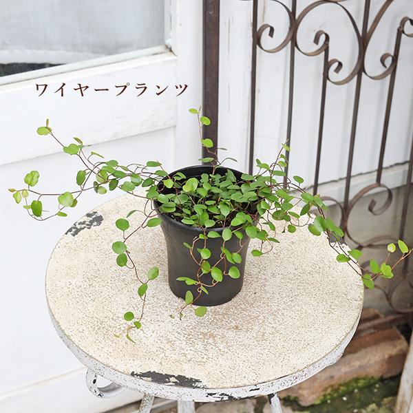 観葉植物 サンデリアーナ ドラセナ コルジリネ テーブルヤシ ワイヤー