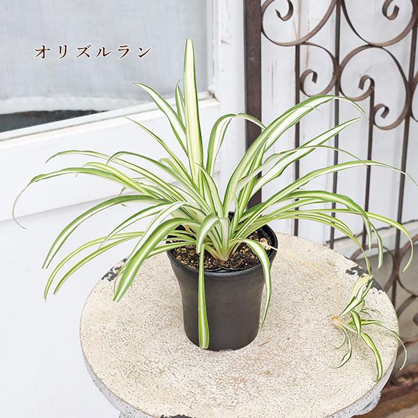 観葉植物 サンデリアーナ ドラセナ コルジリネ テーブルヤシ ワイヤー