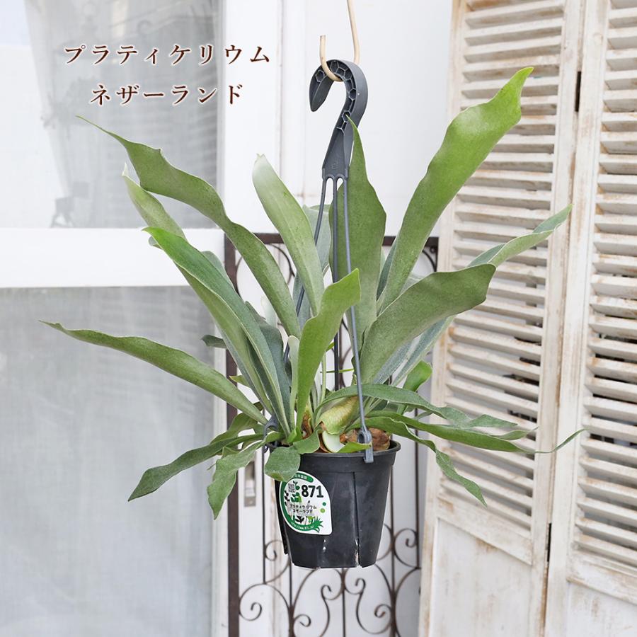 現品販売 観葉植物 プラティケリウム ネザーランド 4号 吊り鉢 H45cm