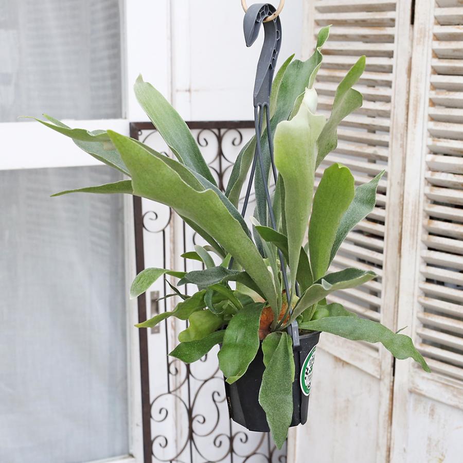 現品販売 観葉植物 プラティケリウム ネザーランド 4号 吊り鉢 H45cm