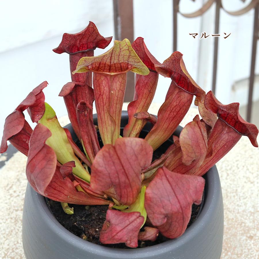 観葉植物 食虫植物 サラセニア 3.5号 レウコフィラ フィラデルフィア