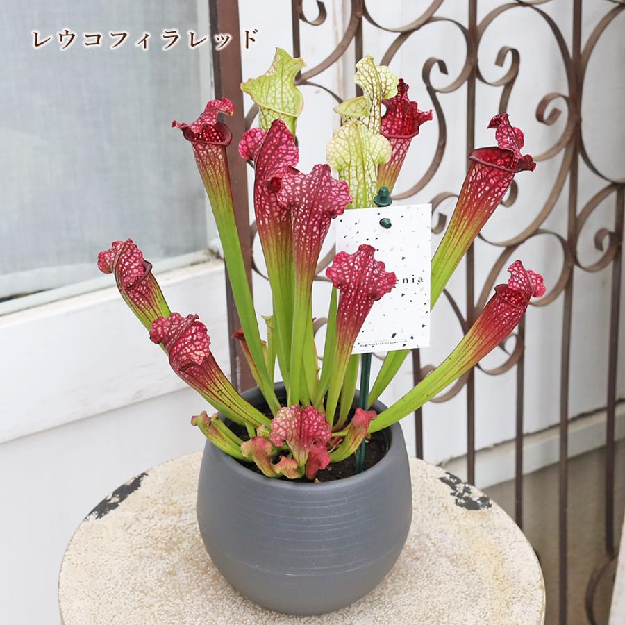 観葉植物 食虫植物 サラセニア 3.5号 レウコフィラ フィラデルフィア