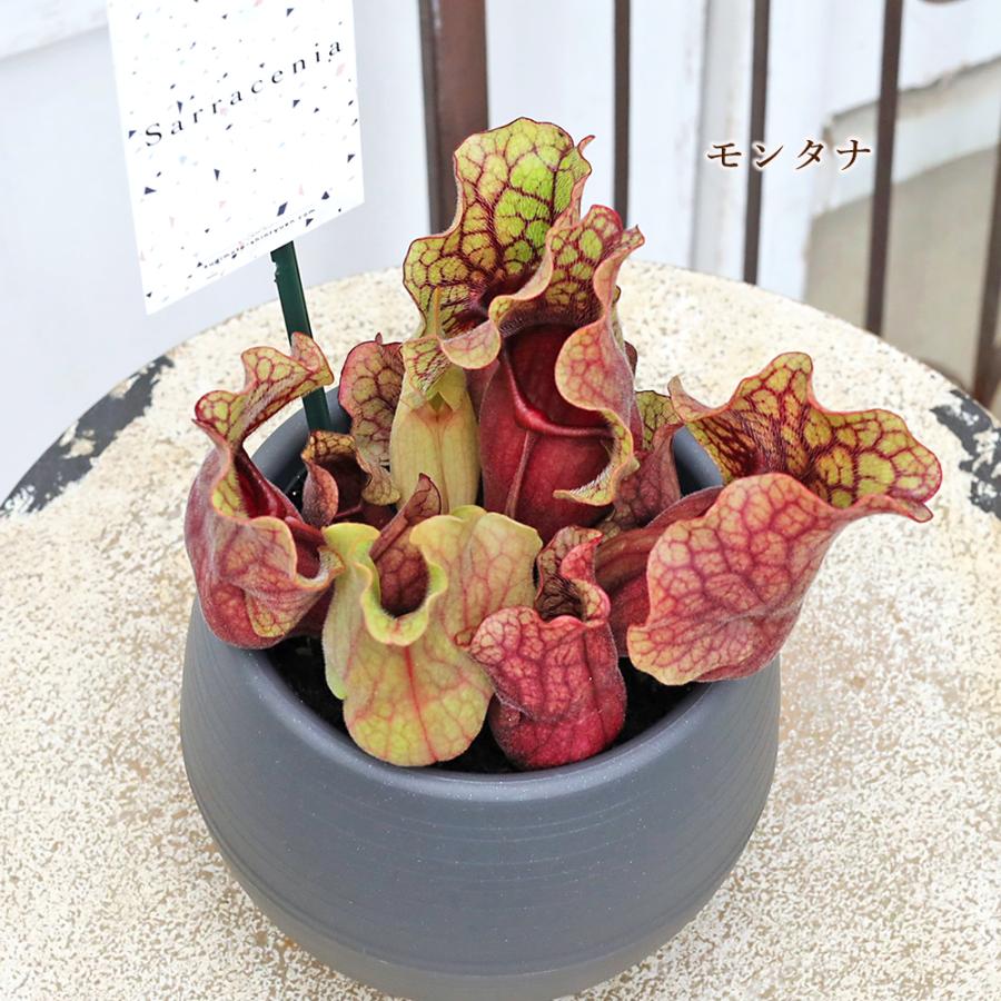 観葉植物 食虫植物 サラセニア 3.5号 レウコフィラ フィラデルフィア