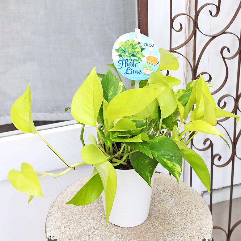 観葉植物 ポトス ライムマーブル＆ハッピーライム＆フラッシュライム 4