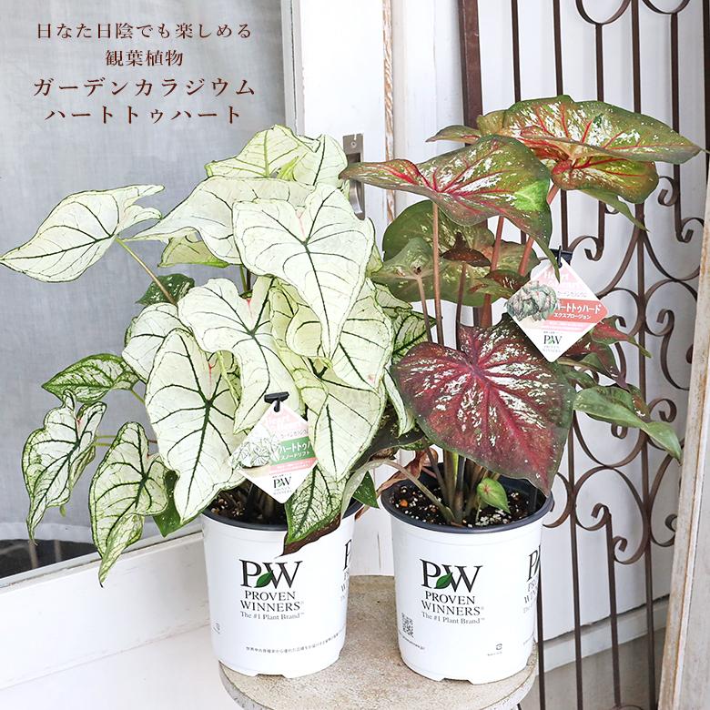 観葉植物 PW ガーデンカラジウム ハートトゥハート スノードリフト