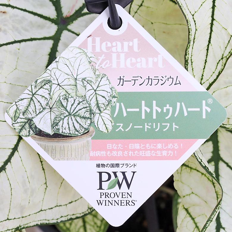観葉植物 PW ガーデンカラジウム ハートトゥハート スノードリフト