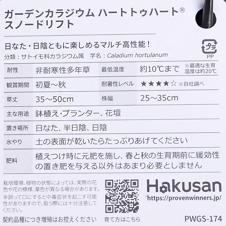 観葉植物 PW ガーデンカラジウム ハートトゥハート スノードリフト