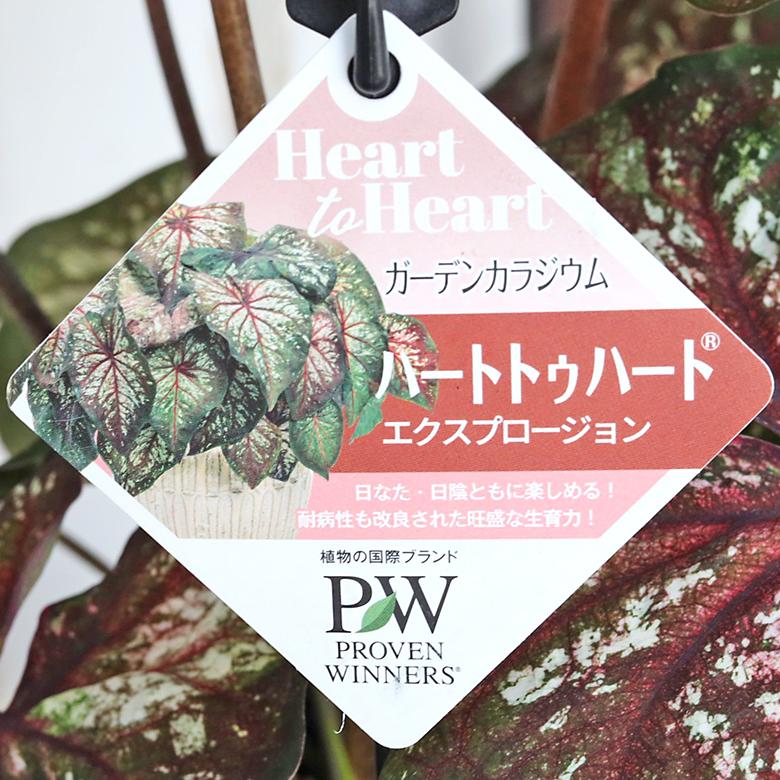 観葉植物 PW ガーデンカラジウム ハートトゥハート スノードリフト