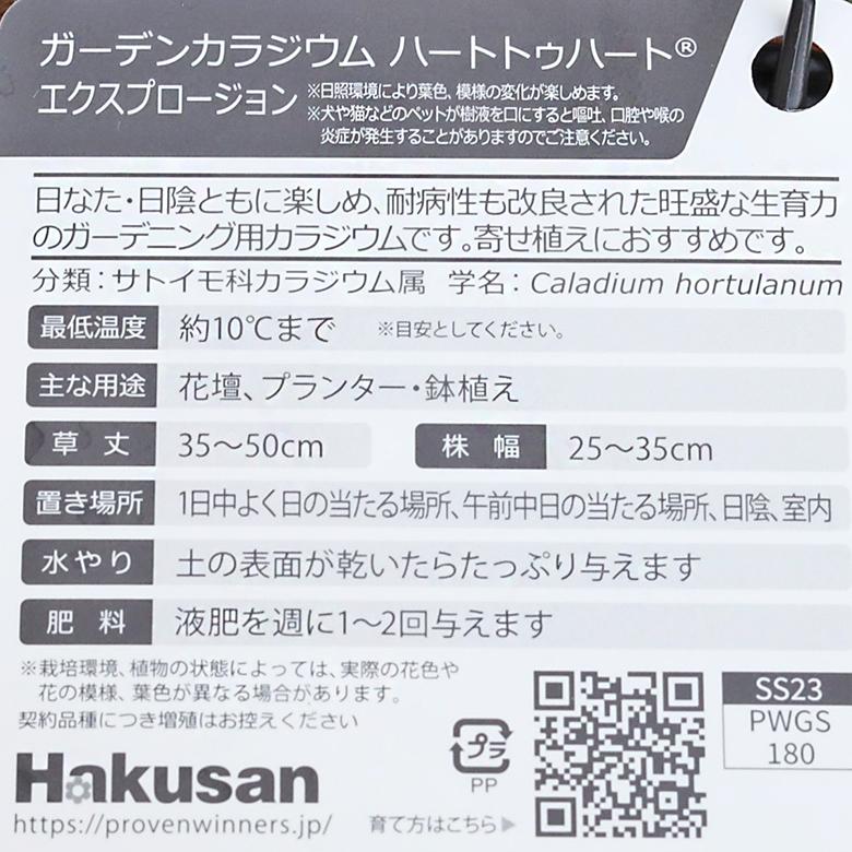 観葉植物 PW ガーデンカラジウム ハートトゥハート スノードリフト