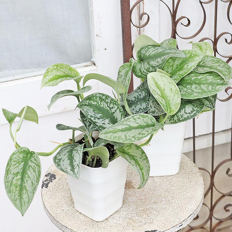 観葉植物 スキンダプサス ピクタス 4号 シラフカズラ 斑入り つる性