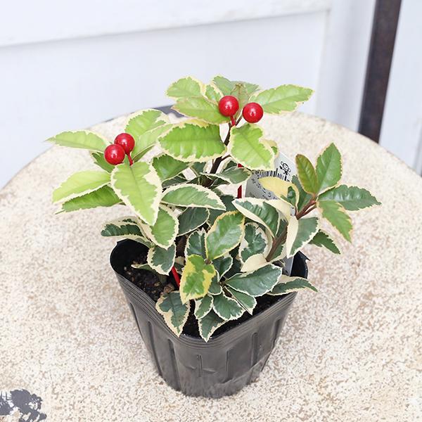 草花苗 斑入り ヤブコウジ 十両 3号 観葉植物 縁起物 多年草