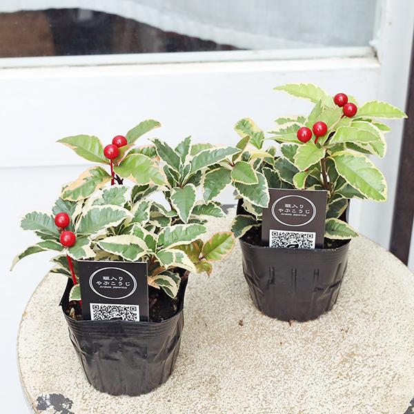 草花苗 斑入り ヤブコウジ 十両 3号 観葉植物 縁起物 多年草