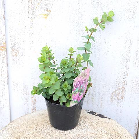 花ハーブ苗 オレガノ ケントビューティー 3号 宿根草 ピンク花 香り