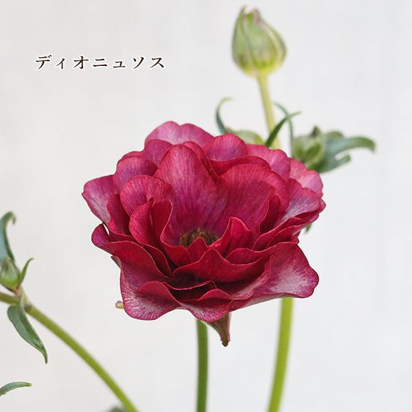値下げセール 鉢花 ラナンキュラス ラックス ディオニュソス 値下げセール 鉢花 ラナンキュラス ラックス ディオニュソス