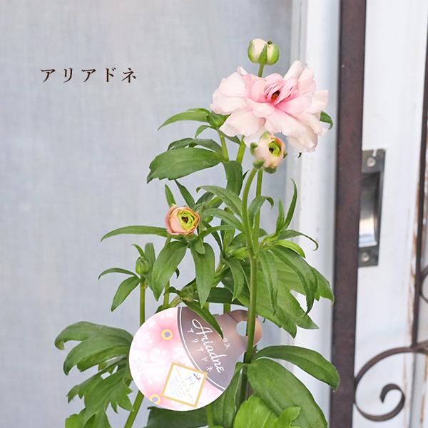 値引きセール 花苗 ラナンキュラス ラックス アリアドネ ヴィーナス