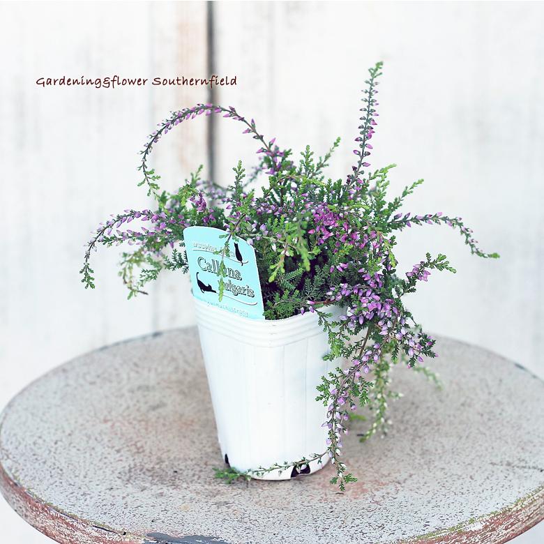 花苗 常緑低木 カルーナ ガーデンガールズ ウィーピングタイプ 2 5号ポット Na 118 サザンフィールド Gardeningshop 通販 Yahoo ショッピング