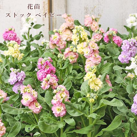 花苗 八重咲き ストック ベイビー ピンク ホワイト ブルー パープル