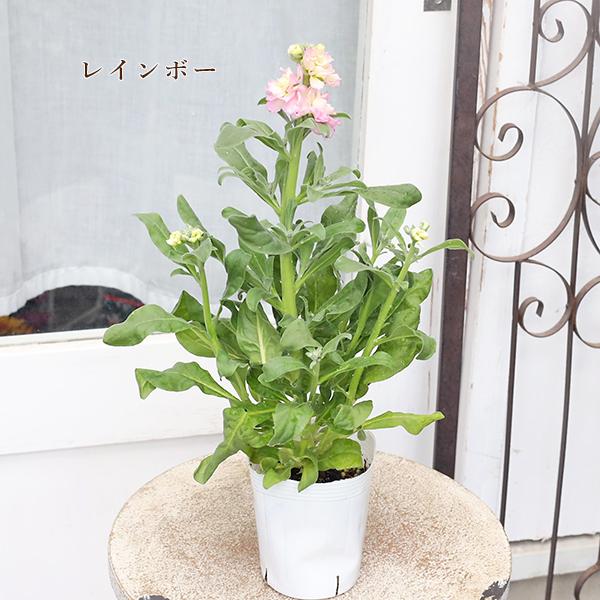 花苗 八重咲き ストック ベイビー ピンク ホワイト ブルー パープル