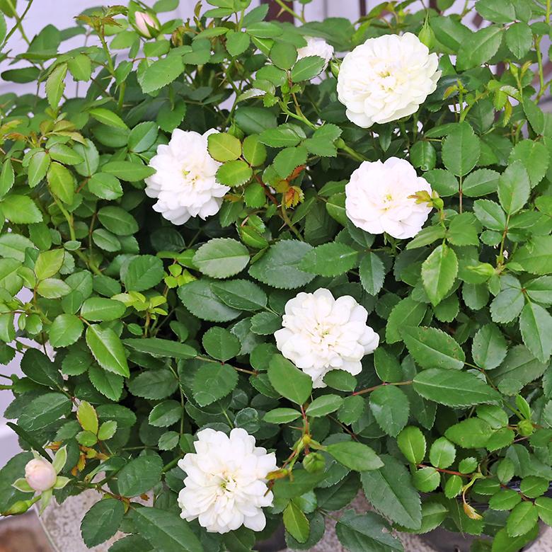 バラ苗 入手困難 ち超希少 切り花　多花性 四季咲き　レアバラ Green~ 花苗 ミニバラ グリーンアイス 3.5号 四季咲き ホワイトグリーン