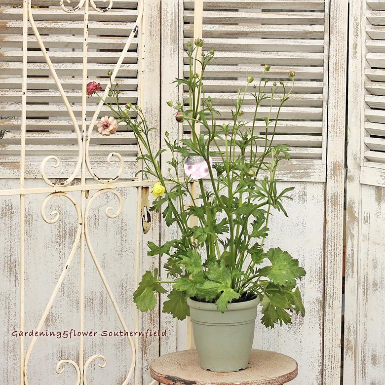 花苗 ラナンキュラス ラックスシリーズ 5号ポット Na 6 サザンフィールド Gardeningshop 通販 Yahoo ショッピング