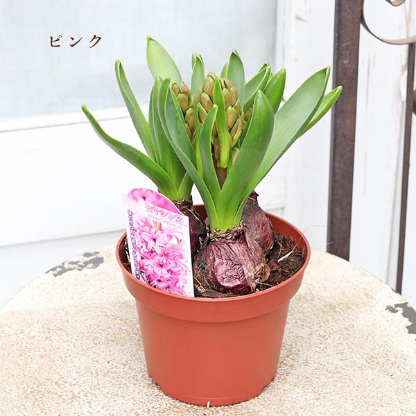 花苗 ヒヤシンス 3球植え レッド ホワイト ブルー ピンク ミックス 4