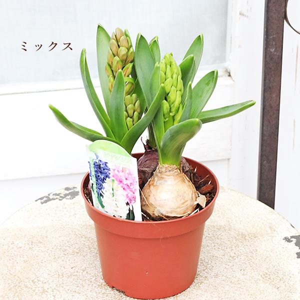 花苗 ヒヤシンス 3球植え レッド ホワイト ブルー ピンク ミックス 4