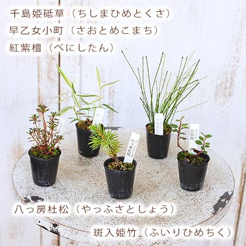 草花苗 山野草 1号 2苗セット 盆栽 ミニ 育てやすい 寄せ植え 和風