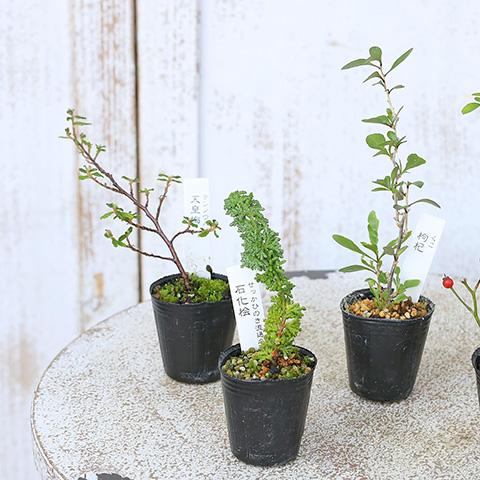 草花苗 山野草 1号 2苗セット 盆栽 ミニ 育てやすい 寄せ植え 和風