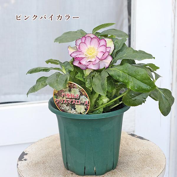 クリスマスローズ苗　ダブルエレン　八重咲きクリスマスローズ　4鉢価格 クリスマスローズ苗 ダブルエレン 八重咲きクリスマスローズ 4鉢価格