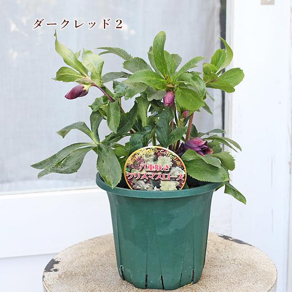 現品販売 鉢花 八重咲き クリスマスローズ ダブルエレン 開花株