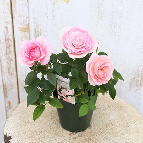 花苗 ミニバラ クリームピンクロスアロマ 3号ポット 芳香性 花苗 ミニバラ クリームピンクロスアロマ 3号ポット 芳香性