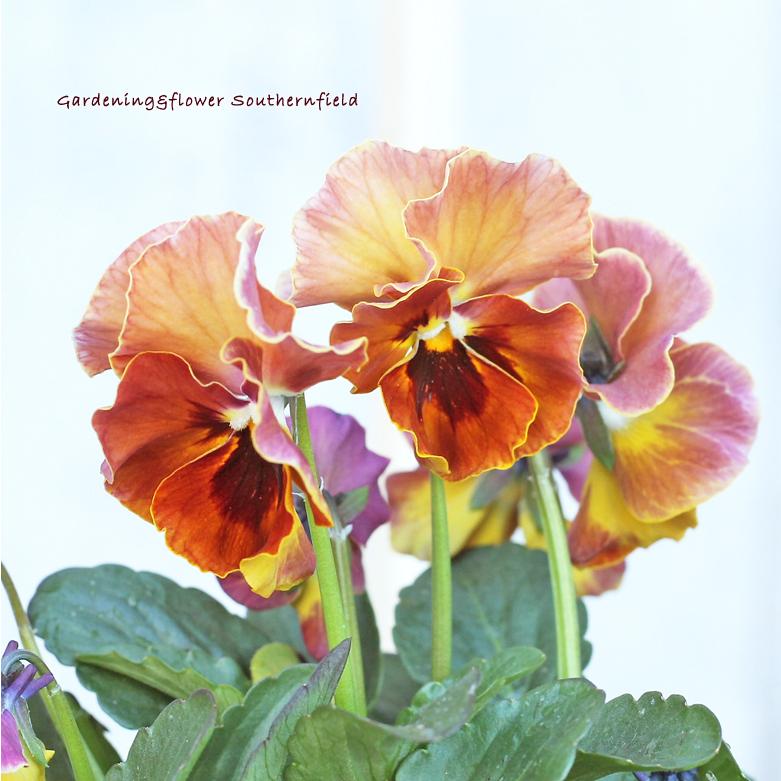 花苗 フリル パンジー オレンジ系 3 5号ポット Na 216 サザンフィールド Gardeningshop 通販 Yahoo ショッピング