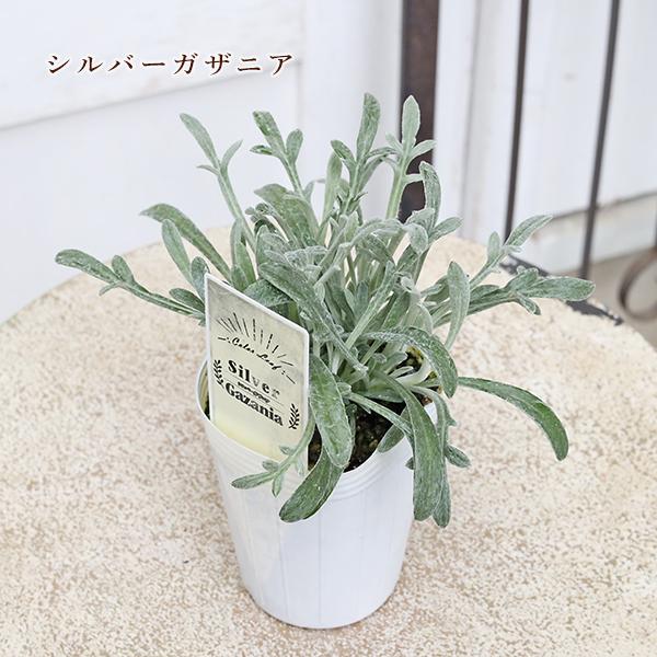 草花苗 カラーリーフ シリーズ アラビス プラチーナ カレックス