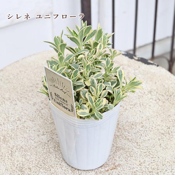 草花苗 カラーリーフ シリーズ アラビス プラチーナ カレックス