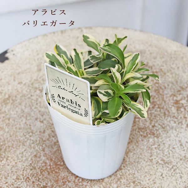 草花苗 カラーリーフ シリーズ アラビス プラチーナ カレックス