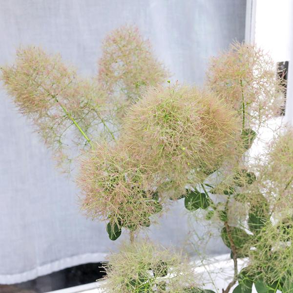 値下げセール 現品販売 花木苗 スモークツリー ヤングレディー 8号 高
