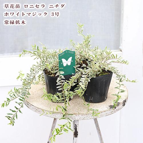 草花苗 ロニセラ ニチダ ホワイトマジック 3号 多年草 這性 斑入り