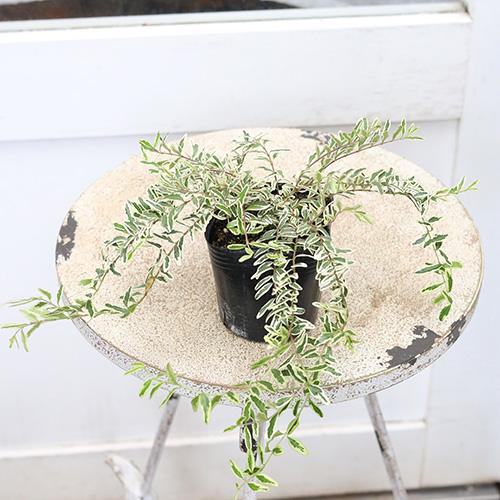 草花苗 ロニセラ ニチダ ホワイトマジック 3号 多年草 這性 斑入り