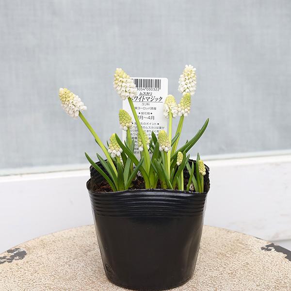 値下げセール 花苗 ムスカリ ホワイトマジック 3.5号 宿根 植えっ