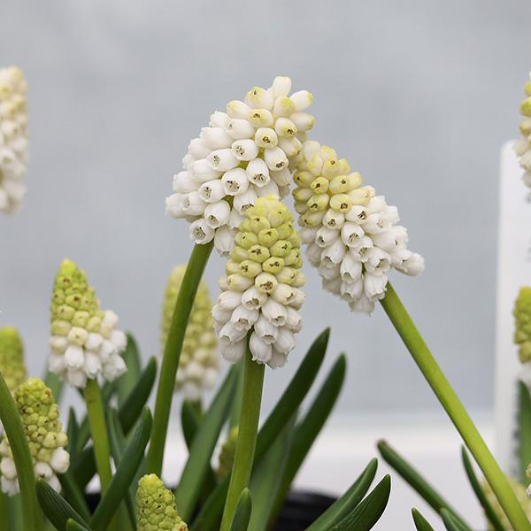 値下げセール 花苗 ムスカリ ホワイトマジック 3.5号 宿根 植えっ