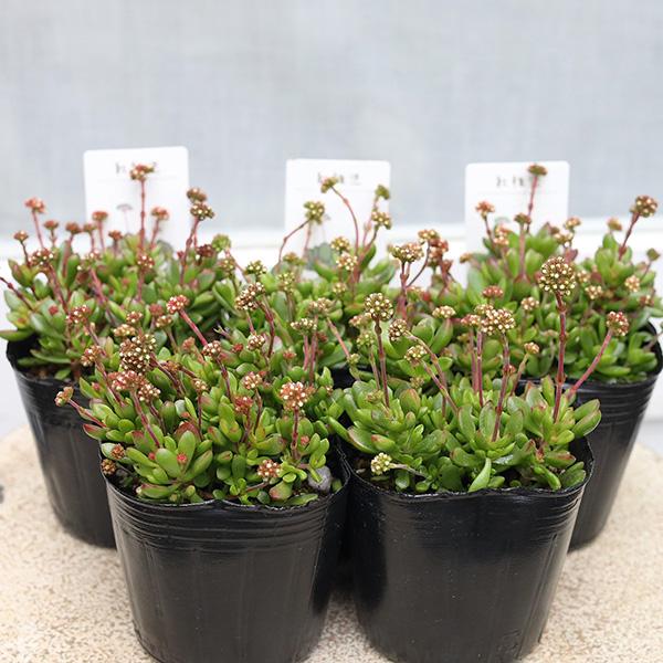 多肉植物 クラッスラ 紅稚児 べにちご 3号 ラディカンス 多年草 個性派