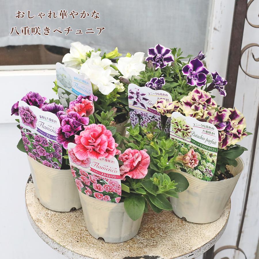 花苗 八重咲き ペチュニア フラメンコ ピスタチオ グレープ パフェ 3.5号 華やか 多年草 四季咲き おしゃれ（Yahoo!・サザンフィールド gardeningshop）