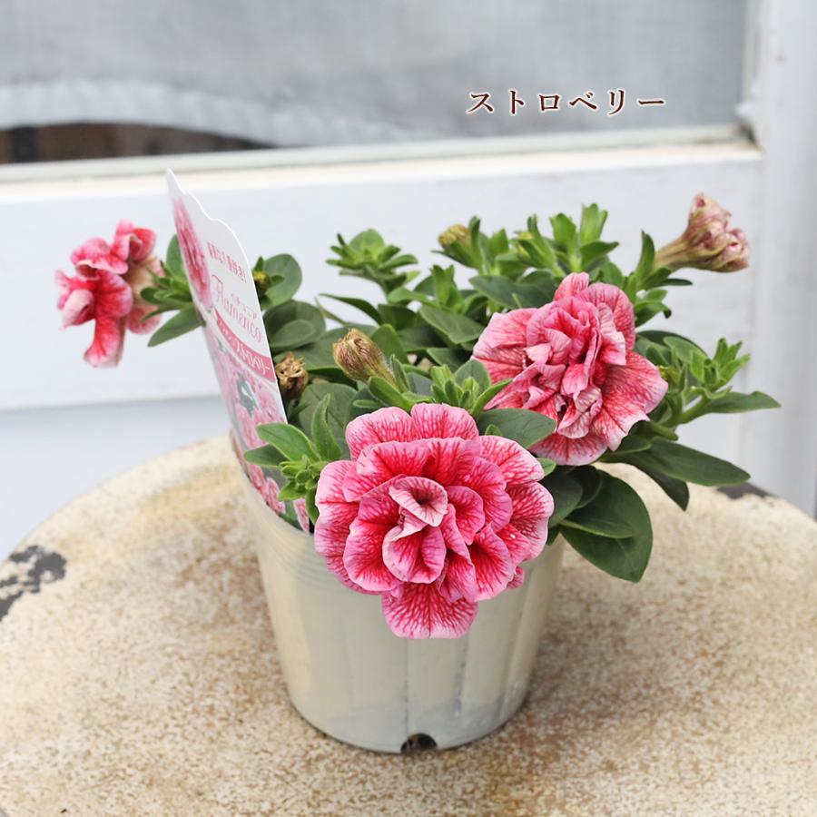 花苗 八重咲き ペチュニア フラメンコ ピスタチオ グレープ パフェ 3.5