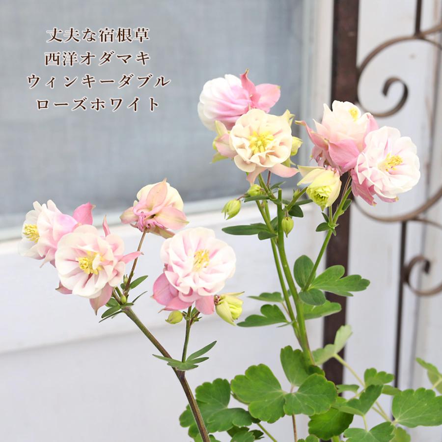アンティークモーリー 八重咲き 花 花苗 八重咲き 西洋オダマキ ウィンキーダブル ローズホワイト 3.5号