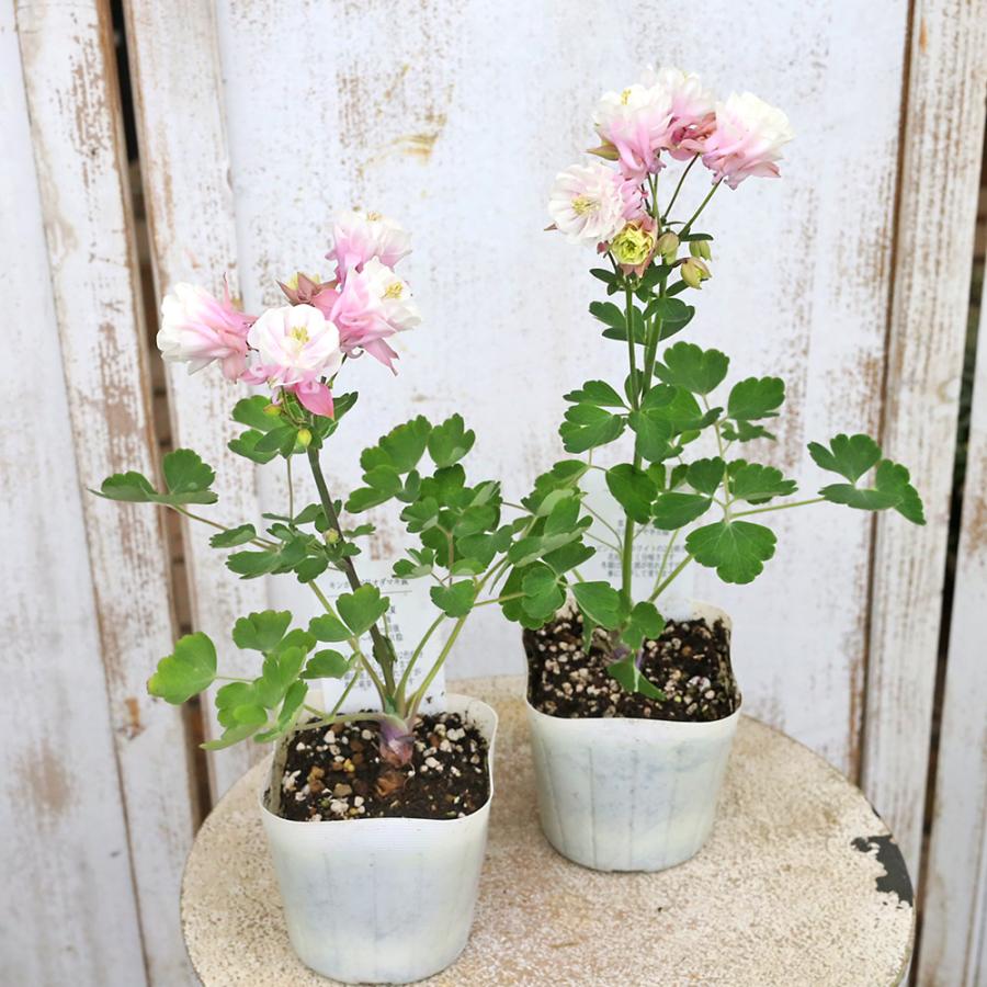 花苗 八重咲き 西洋オダマキ ウィンキーダブル ローズホワイト 3.5号