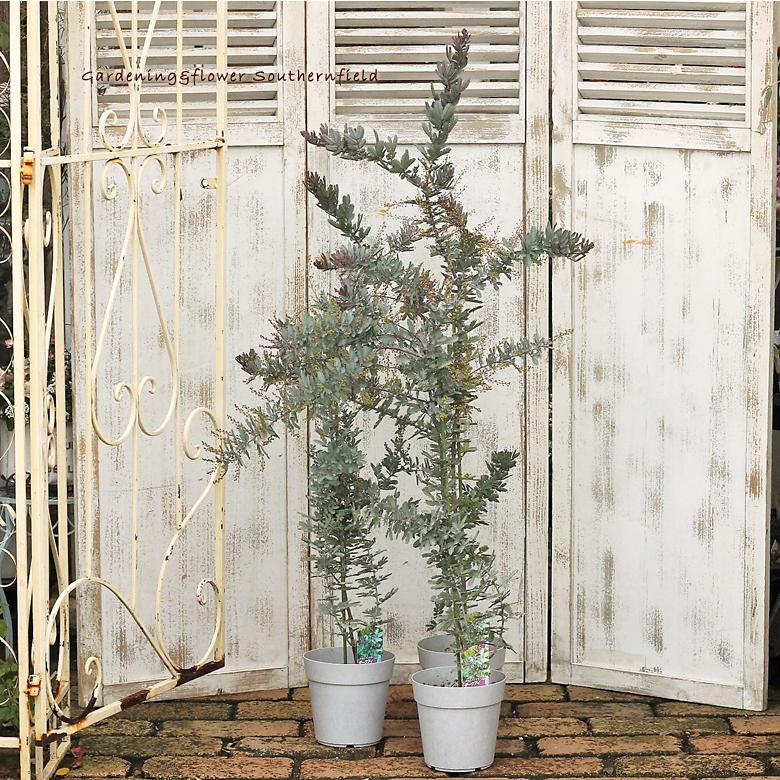 花鉢 ミモザ 銀葉 アカシア ダークアイ 5号ポット Na 248 サザンフィールド Gardeningshop 通販 Yahoo ショッピング
