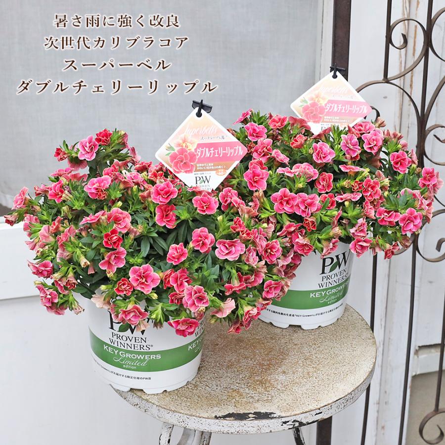 花プリ ご確認ページ① 花苗 PW スーパーベル ダブルチェリーリップル 5号 カリブラコア 栄養