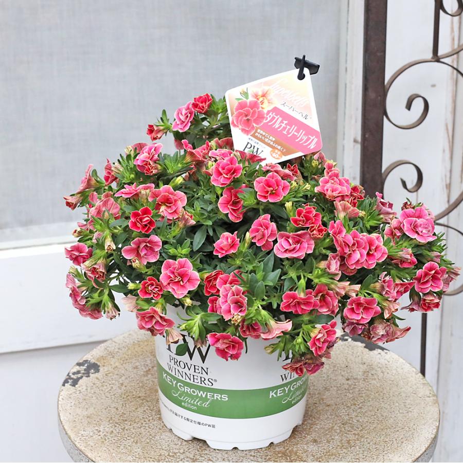 アヴィ　ファイラー　リトグラフ　赤い花　50枚 赤い薔薇50本の花束／プリザーブドフラワー永遠の愛♡無条件の愛／記念