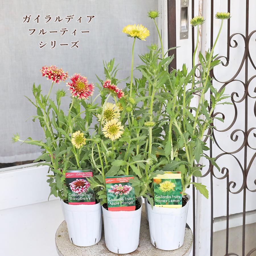 花苗 ガイラルディア フルーティシリーズ 3号 八重咲き ラズベリー アップルマンゴー ハニーレモン おしゃれ 多年草 よく咲く（Yahoo!・サザンフィールド gardeningshop）