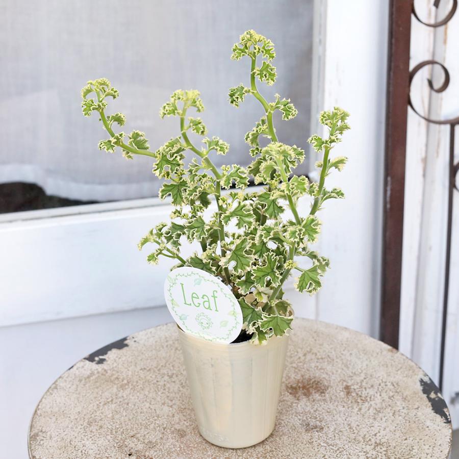 Rushmoor Tiber zonarticゼラニウム開花苗 Rushmoor Tiber zonarticゼラニウム開花苗｜Yahoo!フリマ（旧PayPay